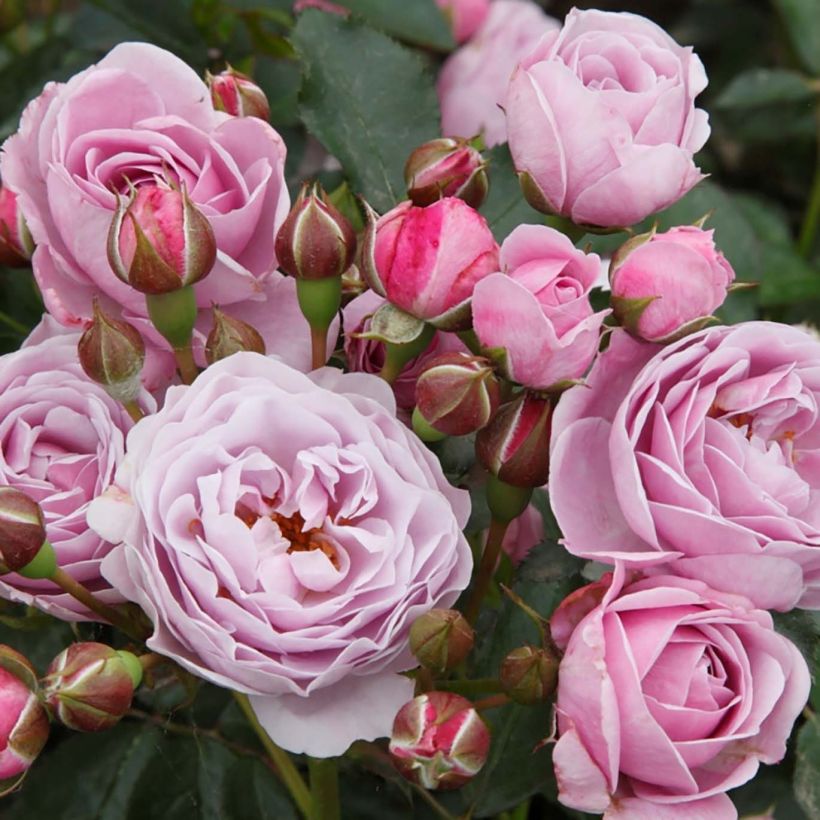 Rosal PATIO ROSE Nautica (Floración)