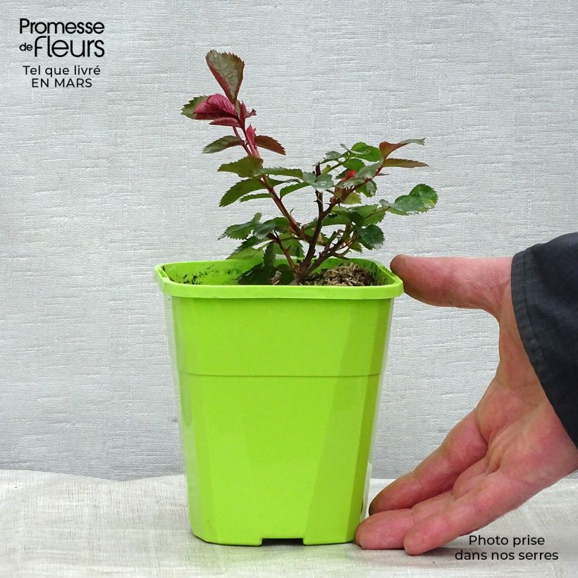 Rosier Patio Rose Impala Pot de 1,5L Ejemplar entregado en invierno