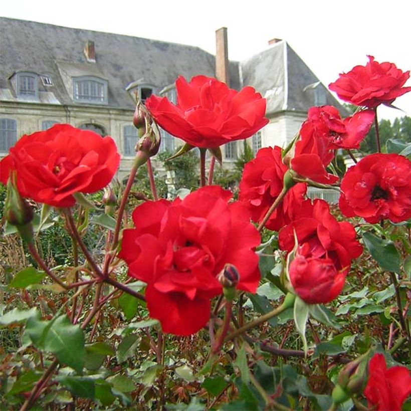 Rosal La Sevillana Meigekanu (Floración)