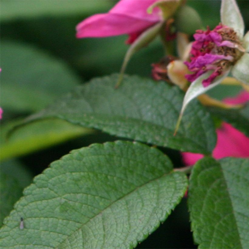 Rosal rugosa Pink Grootendorst (Follaje)