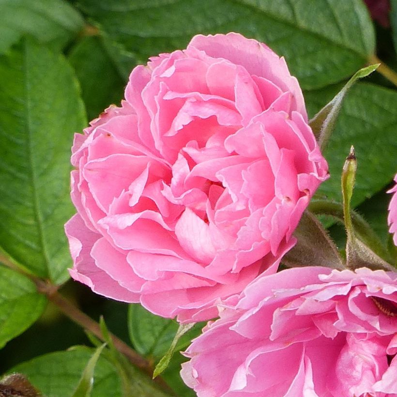 Rosal rugosa Pink Grootendorst (Floración)