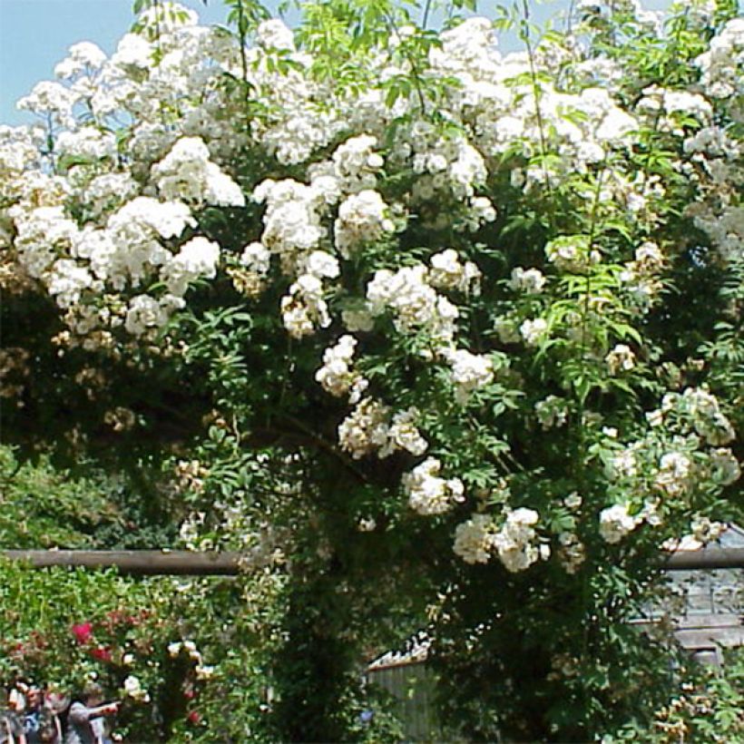 Rosal Rambling Rector - Rosal liana (Floración)