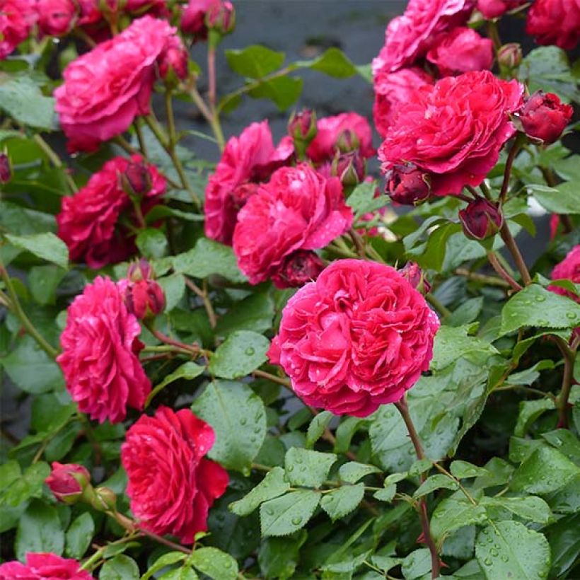 Rosal Red Leonardo da Vinci Meiangele - Rosal rojo (Floración)