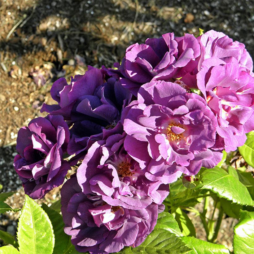 Rosal Rhapsody In Blue (Floración)