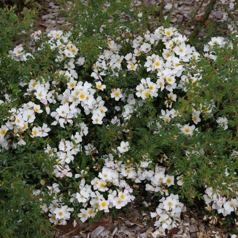 Rosal Rose du Soleil (Porte)