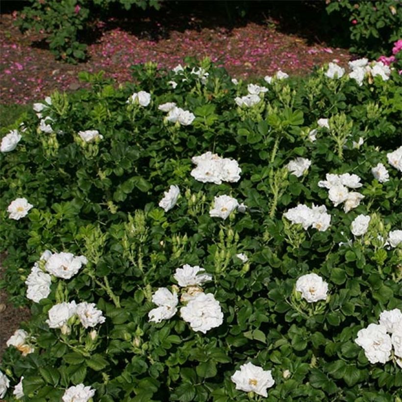 Rosal rugosa SAVORANOVA White Uhlsylt (Porte)