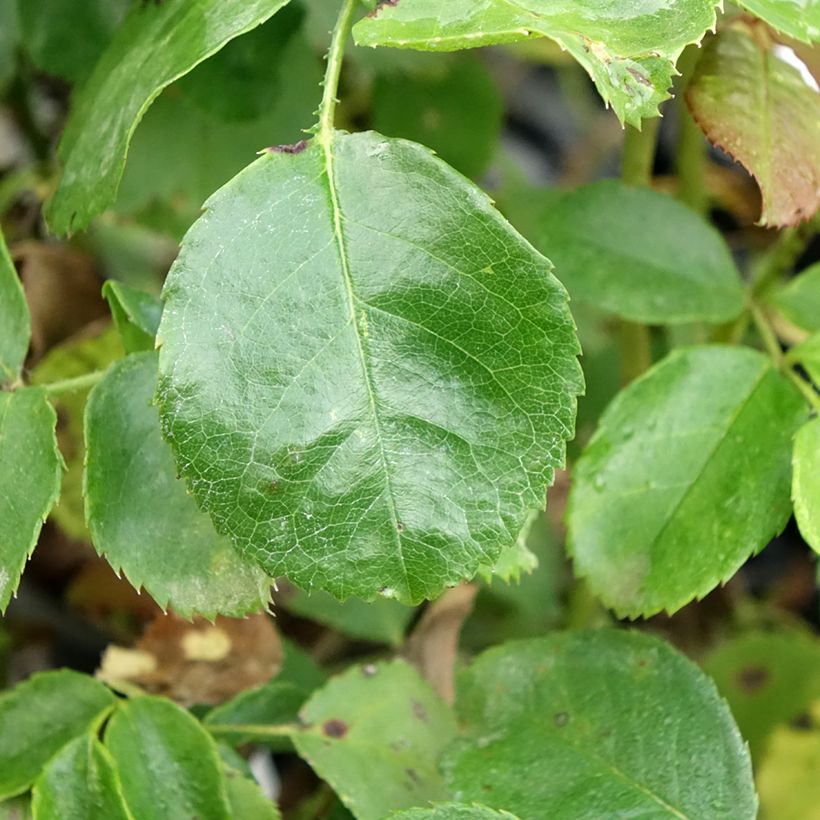 Rosal Bordeaux (Follaje)