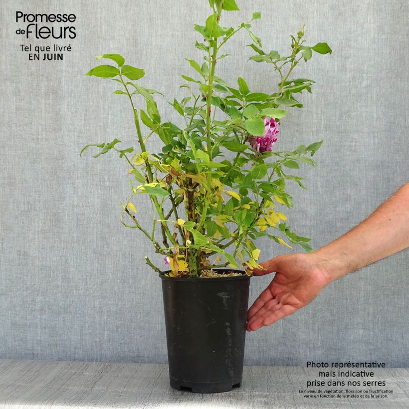 Rosier à fleurs groupées Fizzy Lady - Pot de 4L/5L Ejemplar entregado en la primavera