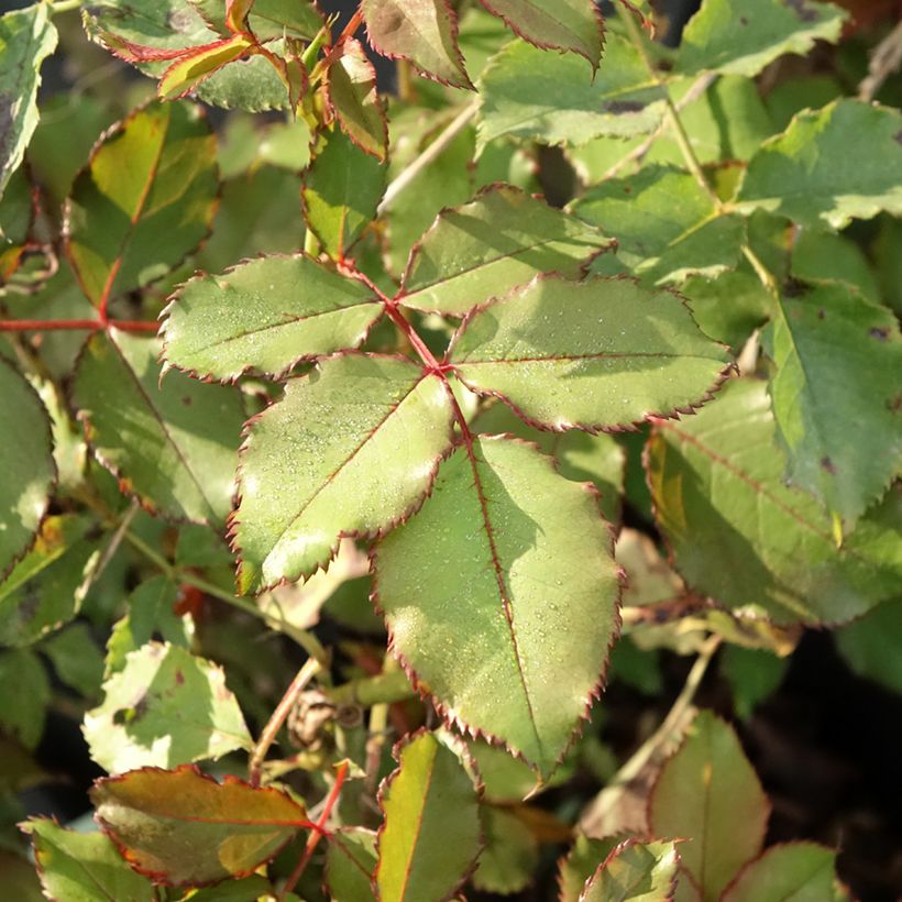 Rosal Hedge Charmers (Follaje)