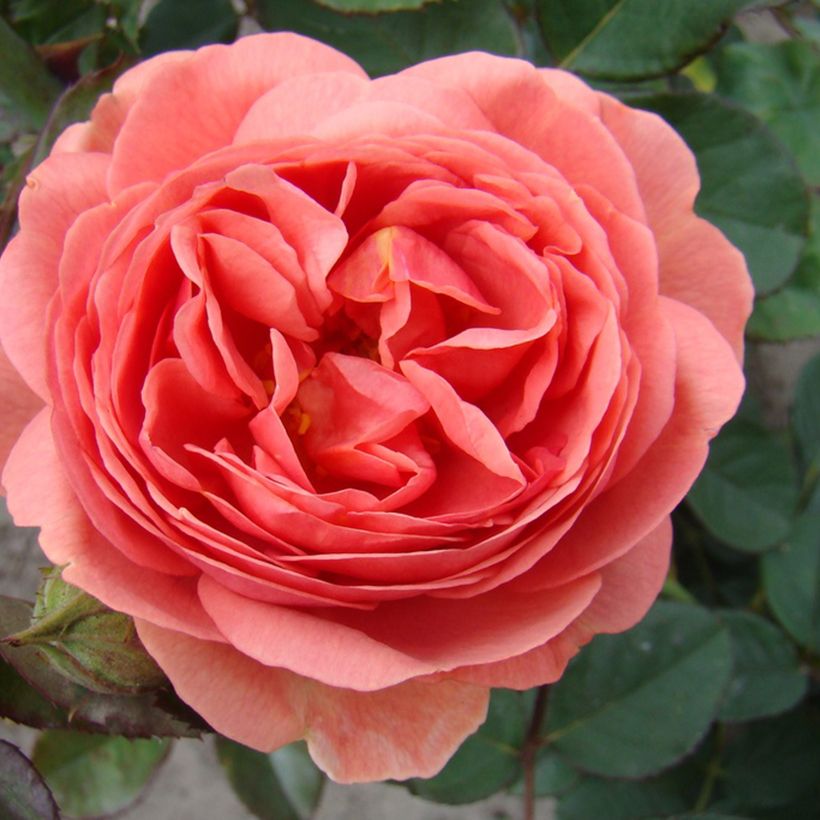 Rosal Park Abbey Rose (Floración)