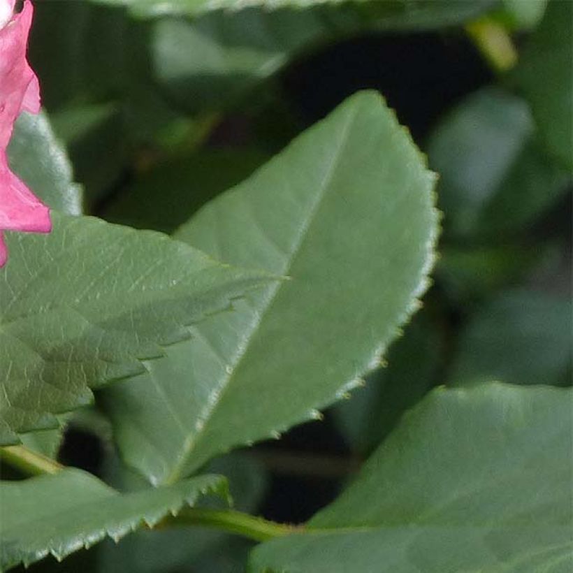 Rosal Augusta Luise (Follaje)