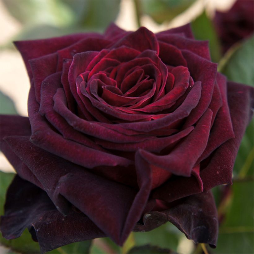 Rosal Black Baccara Meidebenne (Floración)