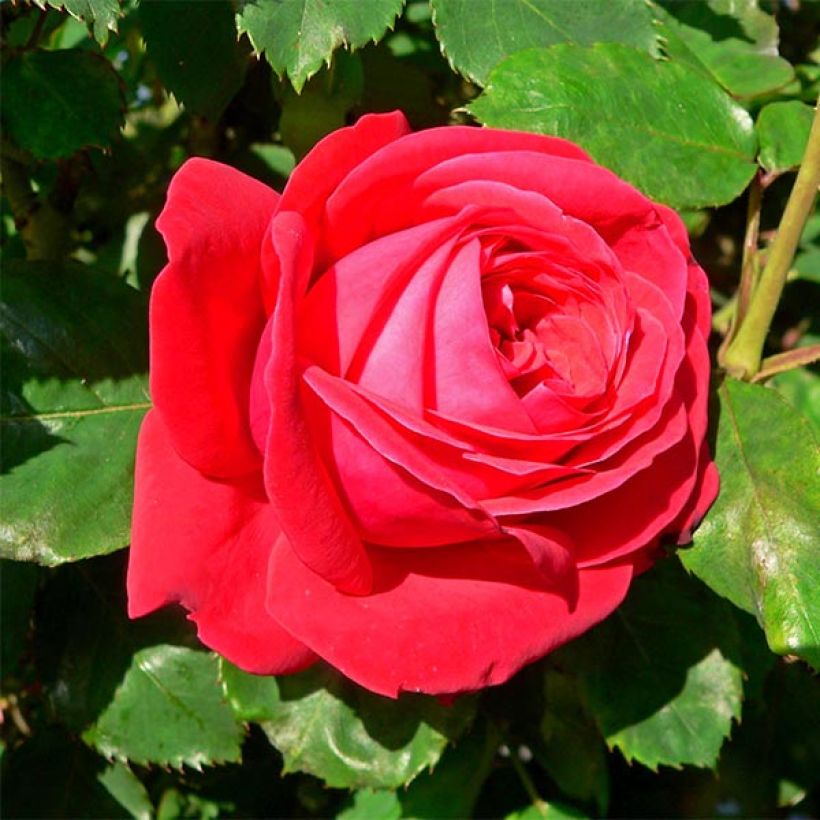 Rosal Dame de Coeur (Floración)