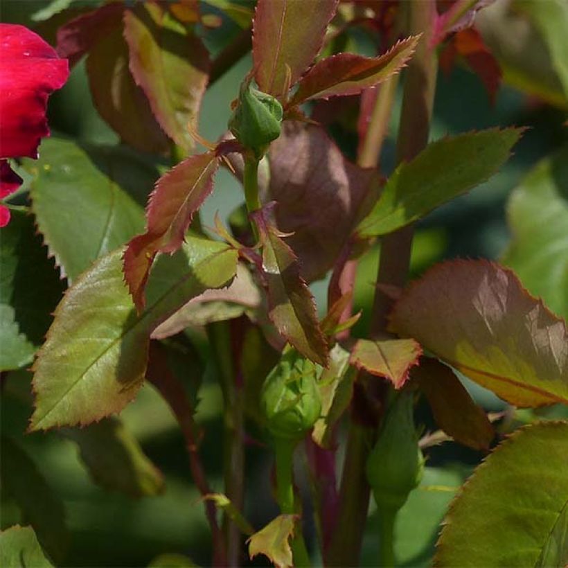 Rosal Double Delight (Follaje)