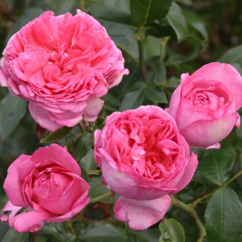 Rosal La Rose de Molinard (Floración)