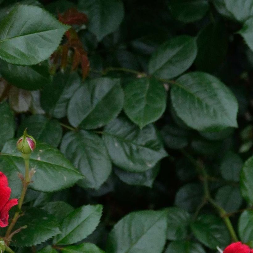 Rosal République de Montmartre (Follaje)