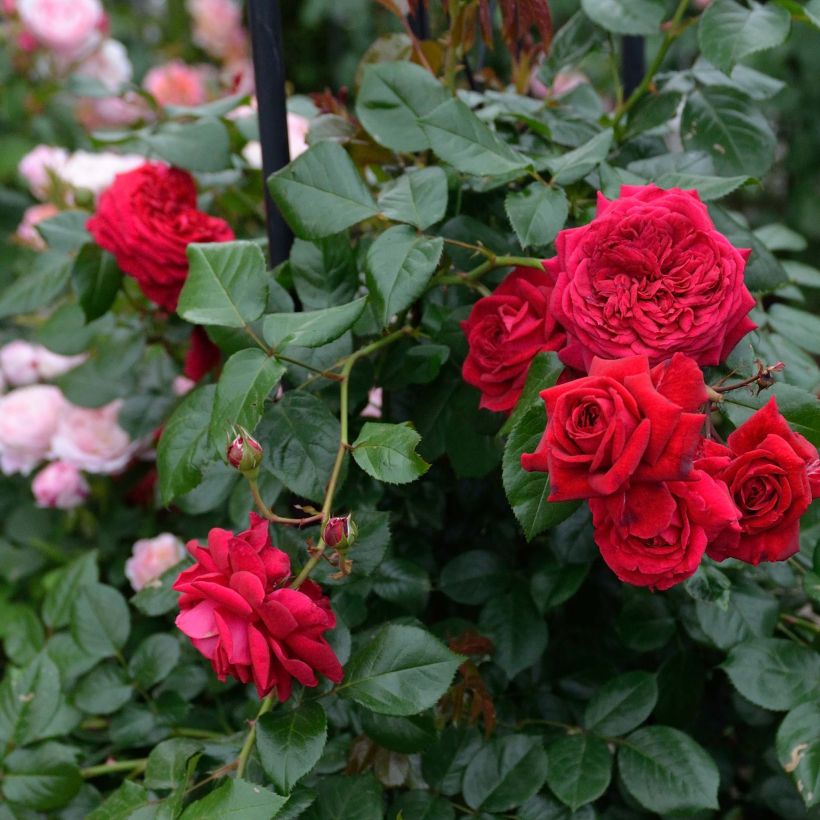 Rosal République de Montmartre (Floración)