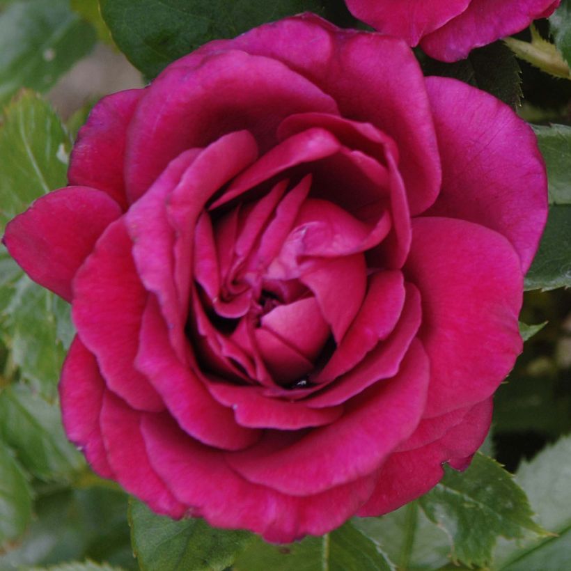 Rosal Rose Lalande de Pomerol (Floración)