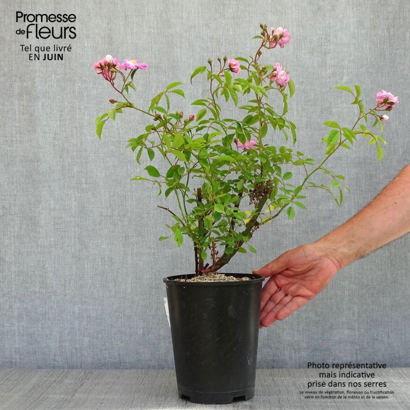 Rosier à grandes fleurs Velasquez Meimirtylus - pot de 4L/5L Ejemplar entregado en la primavera