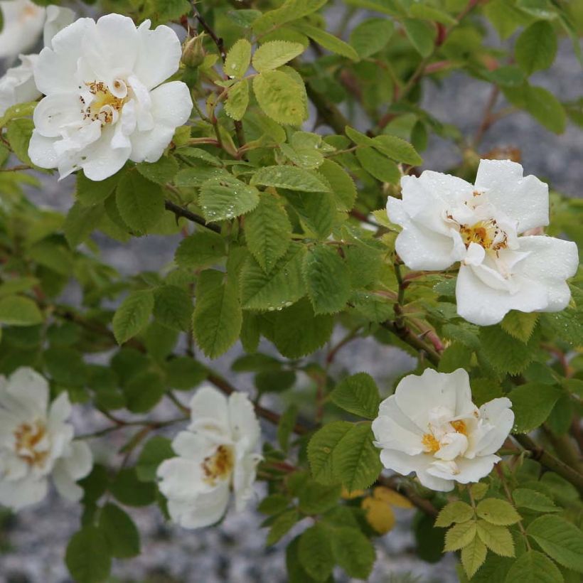 Rosal alba Suaveolens (Floración)