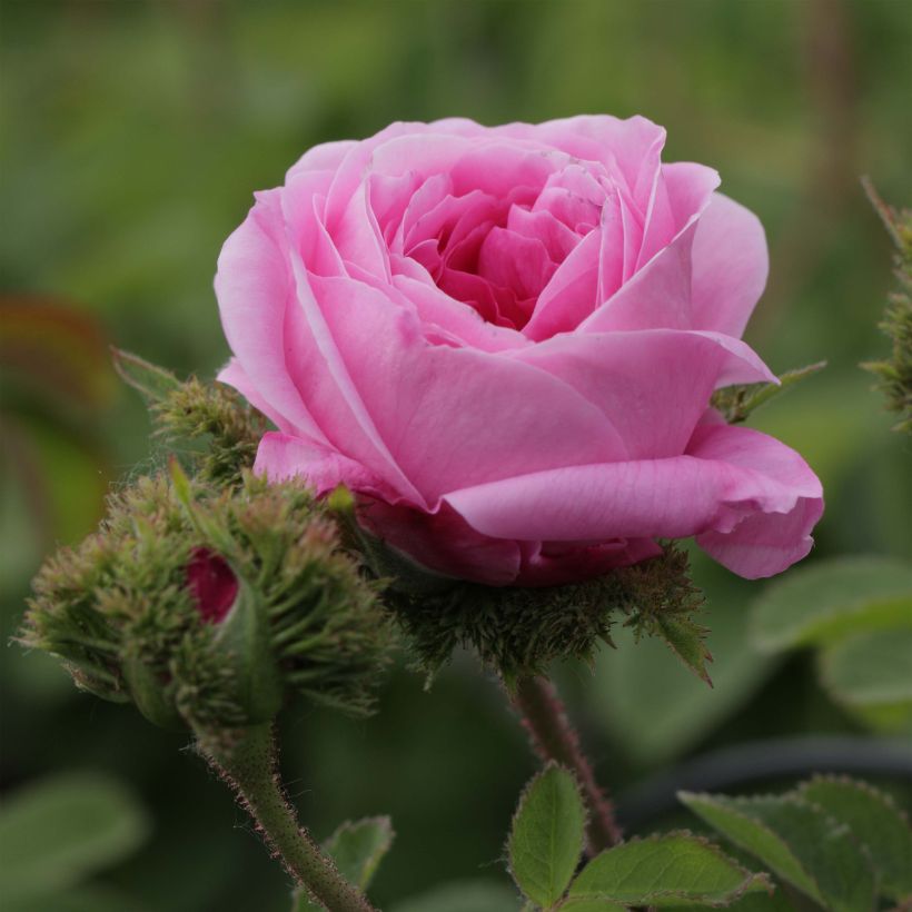 Rosal centifolia Cristata (Floración)