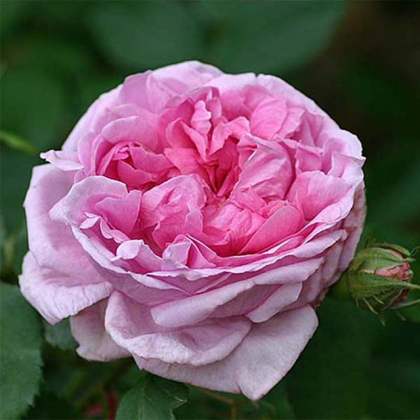 Rosal Portland Comte de Chambord (Floración)