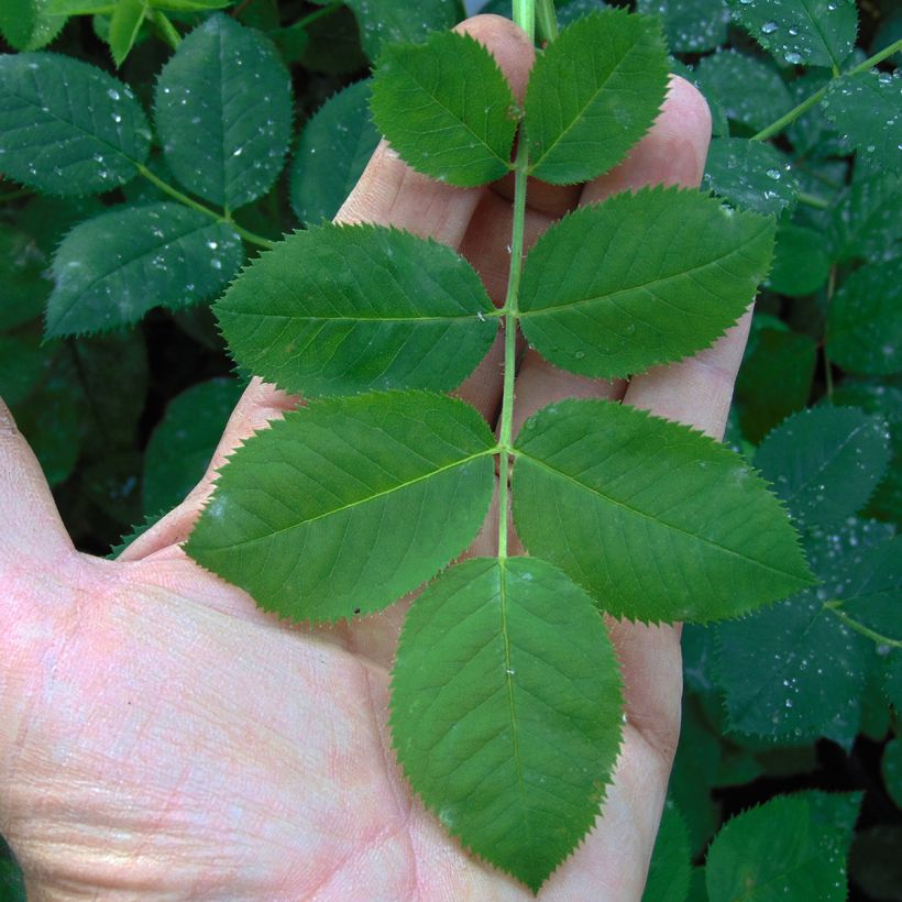 Rosal Cuisse de Nymphe (Follaje)