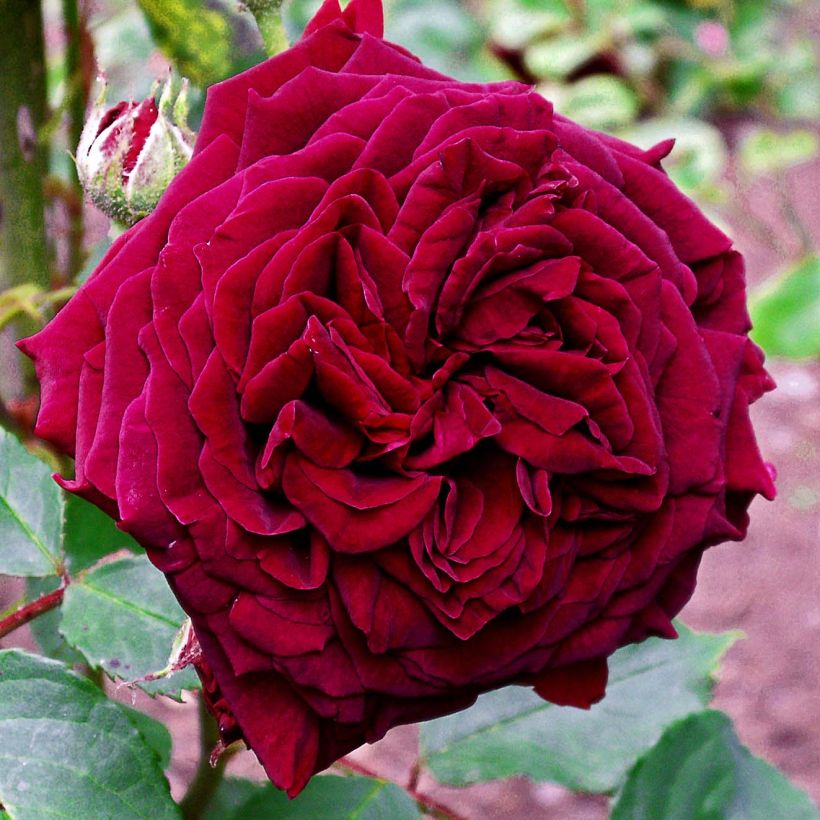 Rosal Empereur du Maroc (Floración)