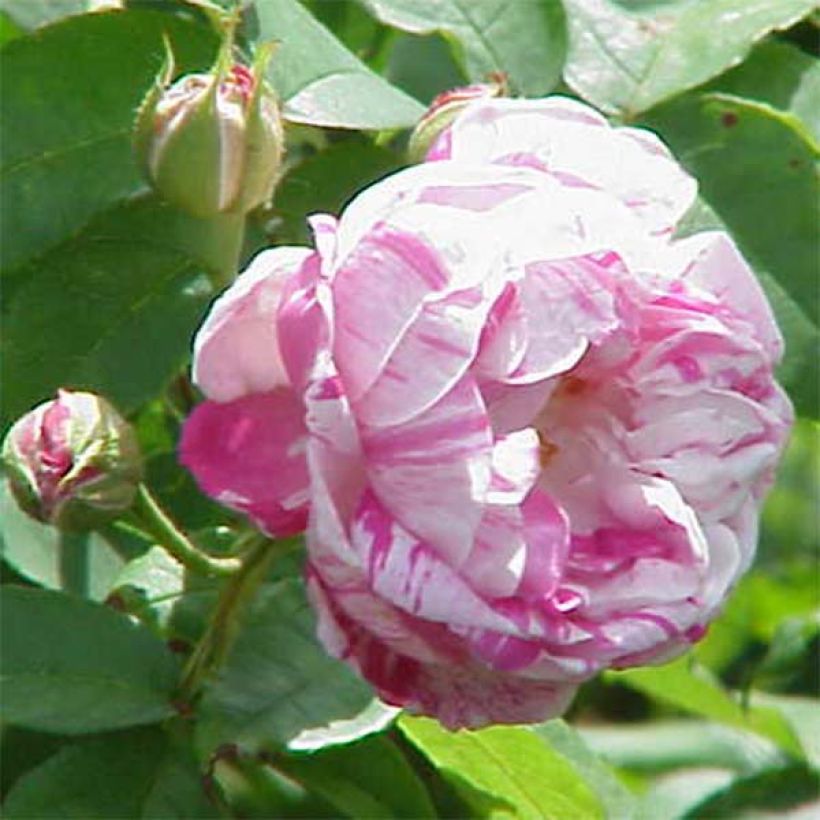 Rosal Honorine de Brabant (Floración)