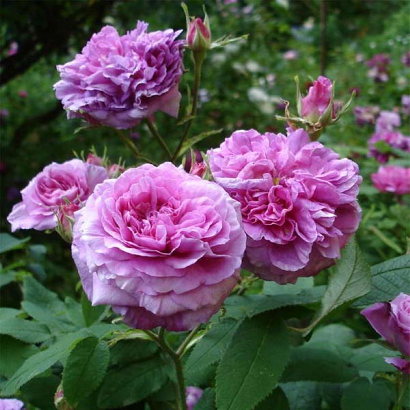 Rosal gallica Jenny Duval - Rosal de Castilla (Floración)