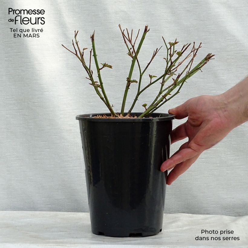 Rosier ancien Little White Pet en pot de 4L Ejemplar entregado en invierno