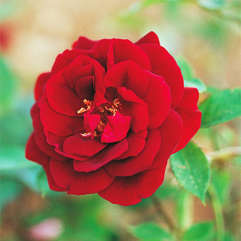 Rosal Louis XIV - Rosal china (Floración)