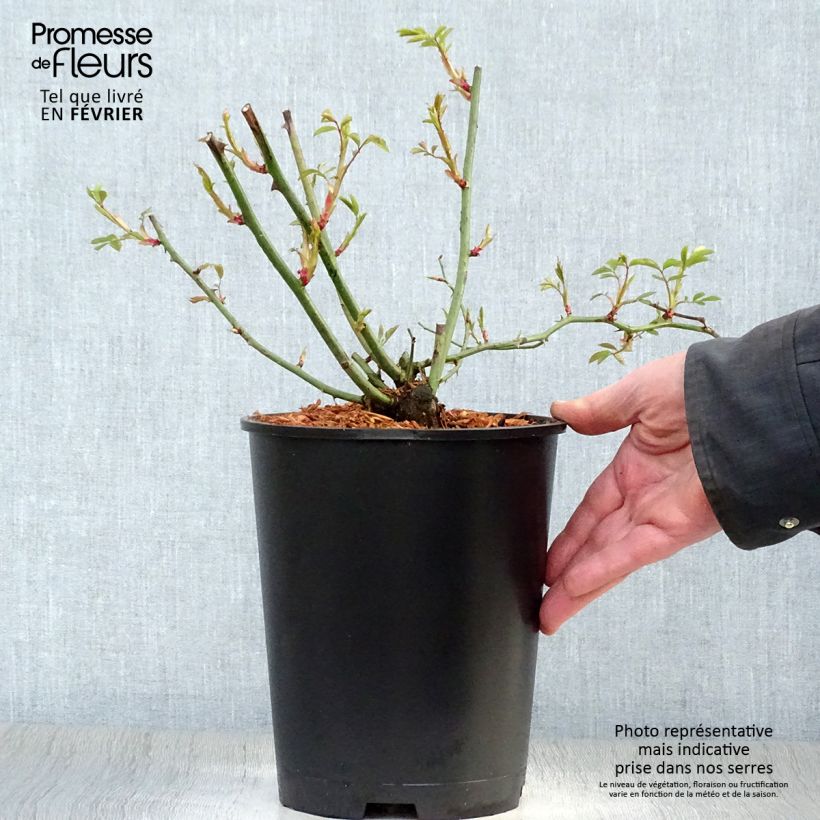 Rosier ancien Phyllis Bide en pot de 4L Ejemplar entregado en invierno