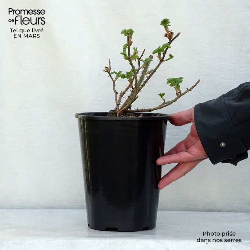 Rosier ancien Pink Grootendorst en pot de 4L Ejemplar entregado en invierno