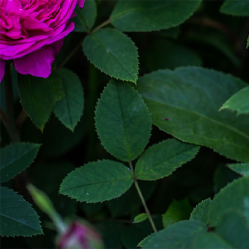 Rosal Reine des Violettes (Follaje)