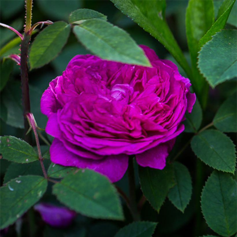 Rosal Reine des Violettes (Floración)