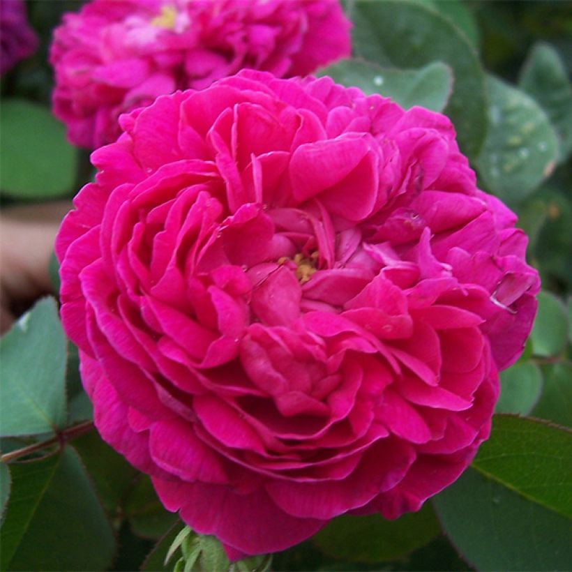 Rosal Rose de Rescht (Floración)