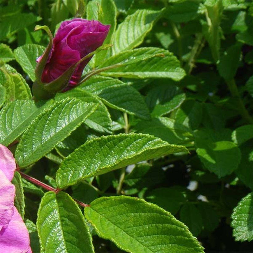 Rosal rugosa Roseraie de l'Haÿ (Follaje)