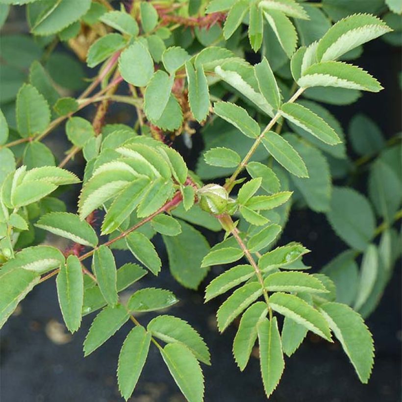 Rosal pimpinellifolia Stanwell Perpetual (Follaje)