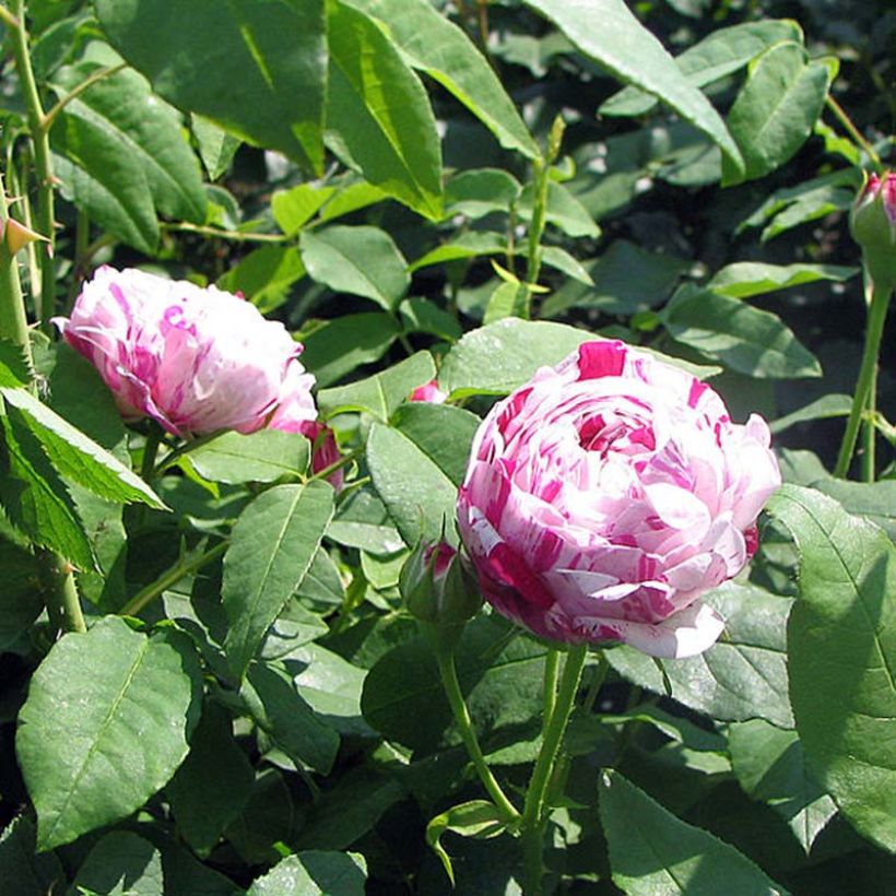 Rosal Variegata di Bologna (Follaje)