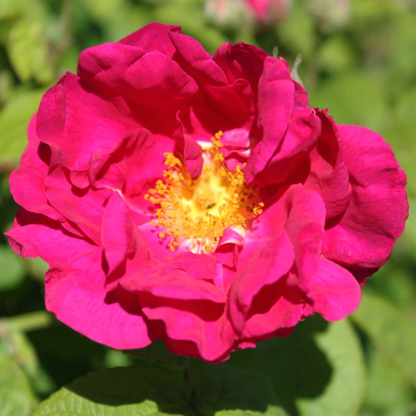 Rosal gallica Officinalis - Rosal de Castilla (Floración)