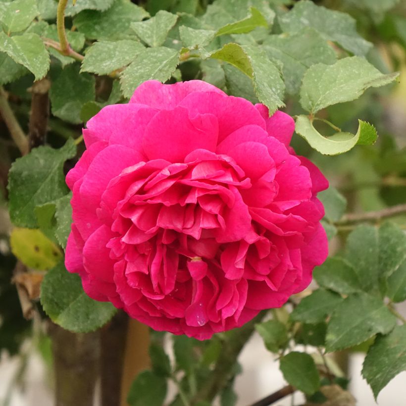 Rosal Gabriel Oak (Floración)