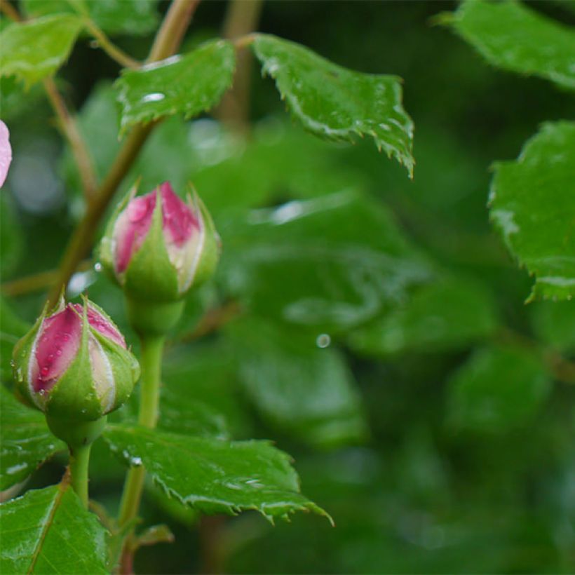 Rosal Jubilee Celebration (Follaje)