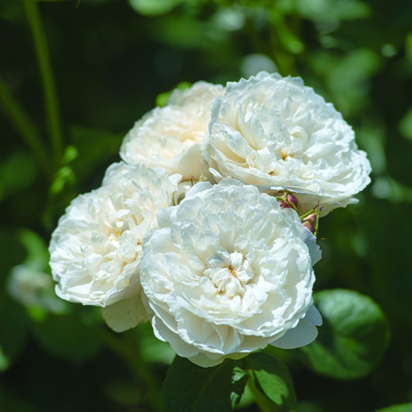 Rosal William and Catherine (Floración)