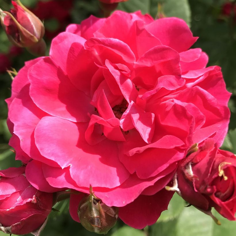 Rosal Cerise Bouquet (Floración)