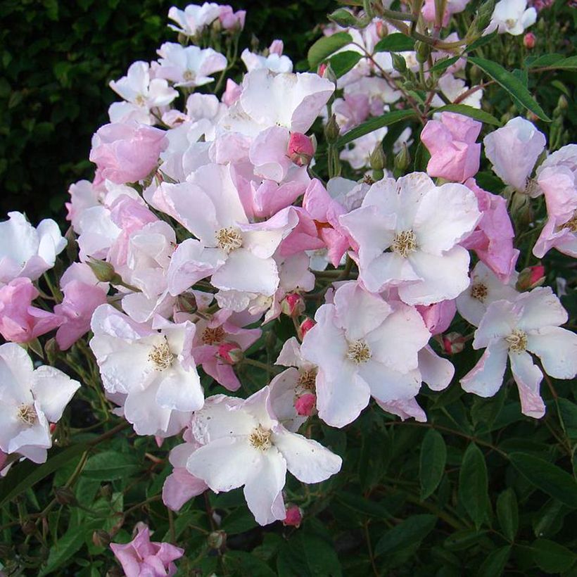 Rosal Diamant Rose LENdiro (Floración)