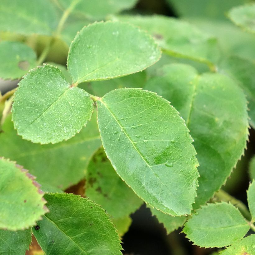 Rosal gallica officinalis Etoile Pourpre (Follaje)