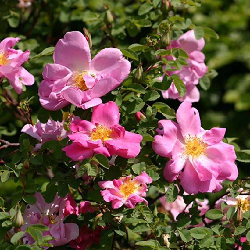 Rosal moyesii Marguerite Hilling (Floración)