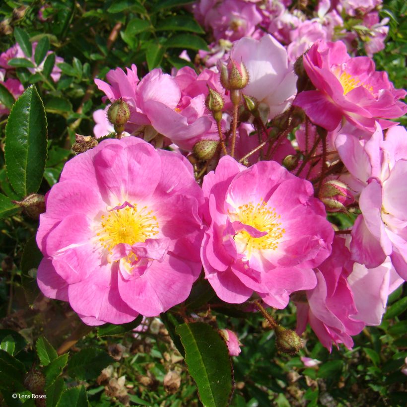 Rosal Millie Fleur (Floración)