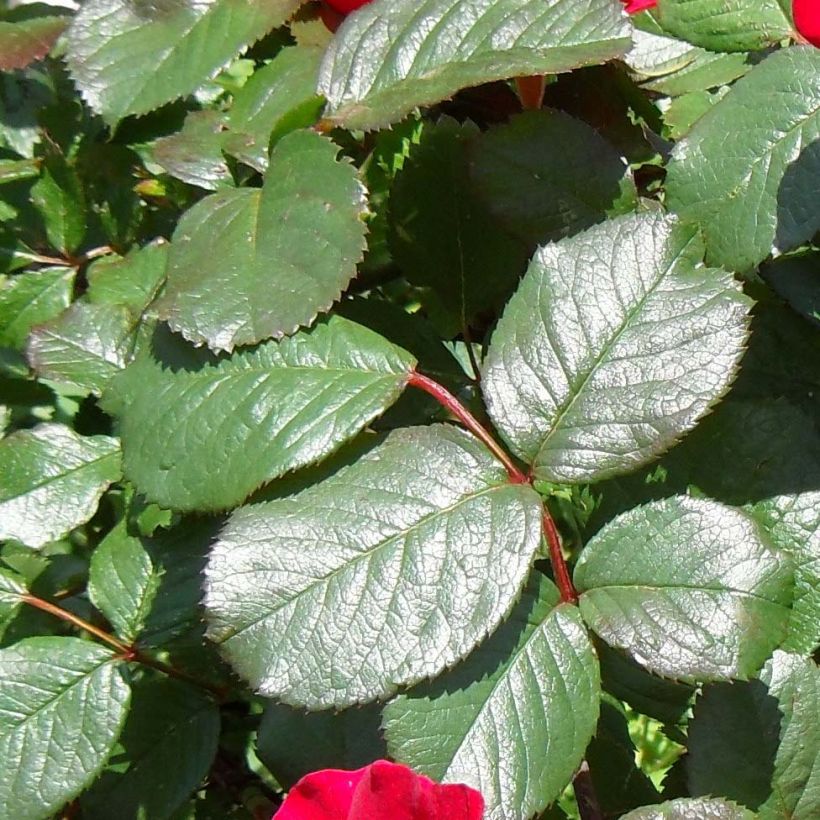 Rosal rugosa Robusta Korgosa (Follaje)